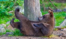 熊瓜老了怎么吃,探索传统食材的新吃法