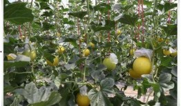 吃久瑞红瓜,探寻古老瓜果的现代魅力